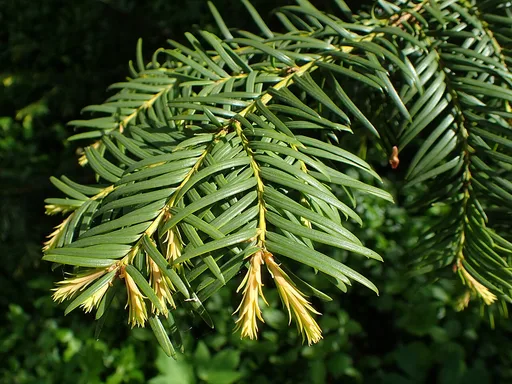 English yew