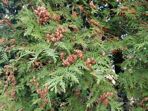 eastern arborvitae