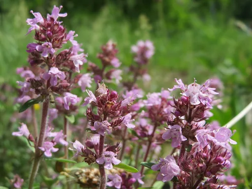 creeping thyme