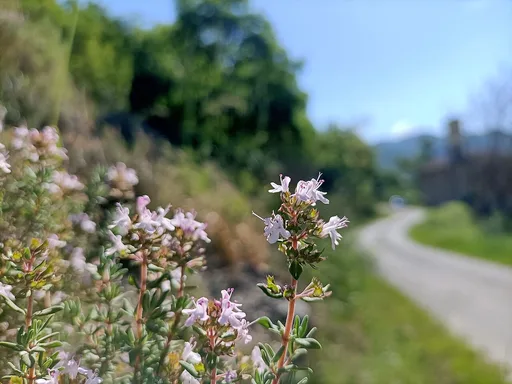 common thyme