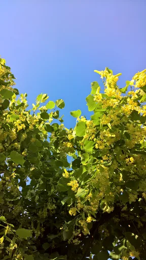 small-leaved lime