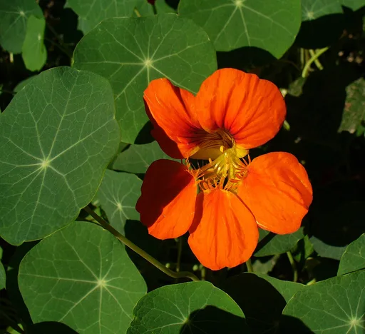 garden nasturtium