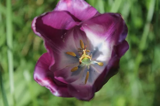 garden tulip