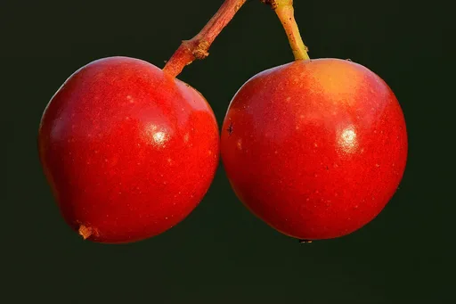 guelder rose