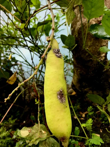 broad bean