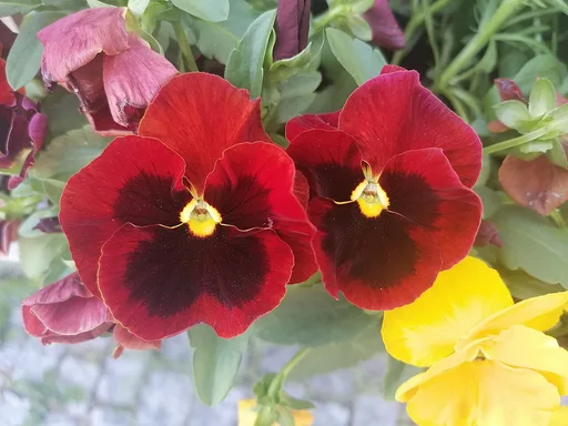 Hybrid violet