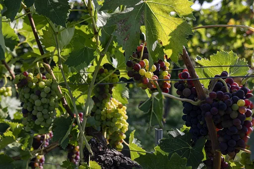 grape vine