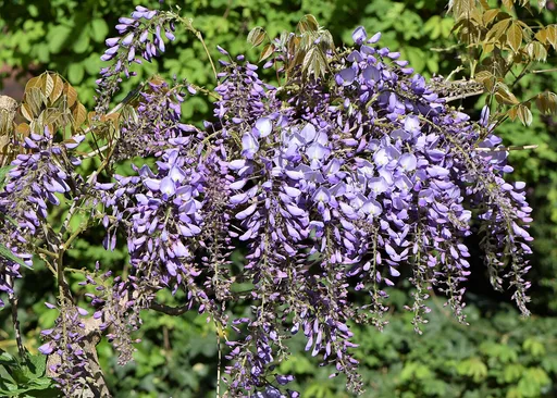 Chinese wisteria